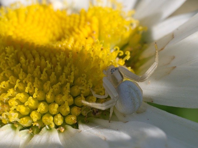 Free picture Spider Dorsata Marguerite -  to be edited by GIMP free image editor by OffiDocs