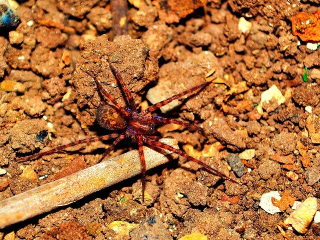 ດາວ​ໂຫຼດ​ຟຣີ Spider Earth Arachnid - ຮູບ​ພາບ​ຟຣີ​ຫຼື​ຮູບ​ພາບ​ທີ່​ຈະ​ໄດ້​ຮັບ​ການ​ແກ້​ໄຂ​ກັບ GIMP ອອນ​ໄລ​ນ​໌​ບັນ​ນາ​ທິ​ການ​ຮູບ​ພາບ​