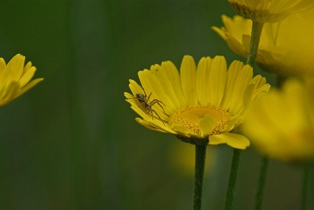Descarga gratuita Spider Flower Flora - foto o imagen gratuita para editar con el editor de imágenes en línea GIMP