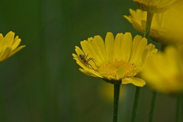 Free download Spider Flower Flora -  free photo or picture to be edited with GIMP online image editor