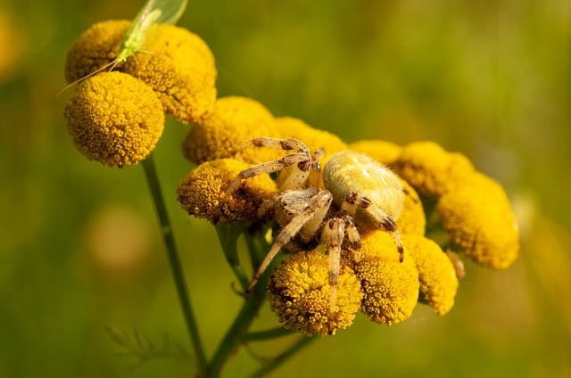 무료 다운로드 거미 꽃 곤충은 김프 무료 온라인 이미지 편집기로 편집할 무료 사진을 닫습니다