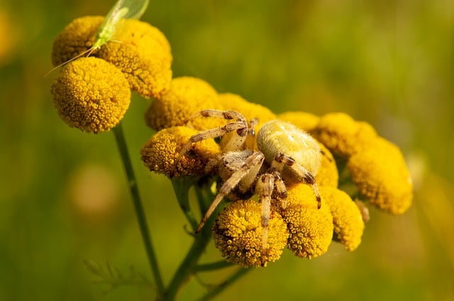 Free download spider flowers insect close up free picture to be edited with GIMP free online image editor