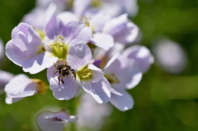 Muat turun percuma Spider Flowers Spring - foto atau gambar percuma untuk diedit dengan editor imej dalam talian GIMP