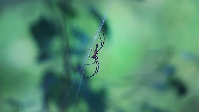 Free download spider forest green n insect free picture to be edited with GIMP free online image editor