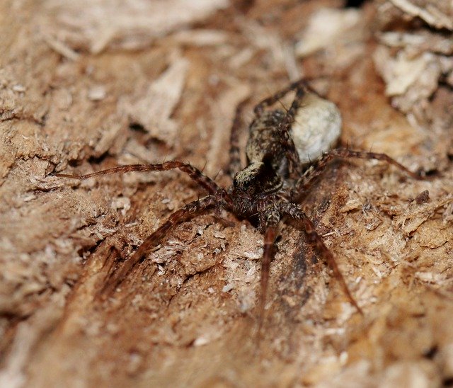 Descărcare gratuită Spider Forest Nature - fotografie sau imagini gratuite pentru a fi editate cu editorul de imagini online GIMP
