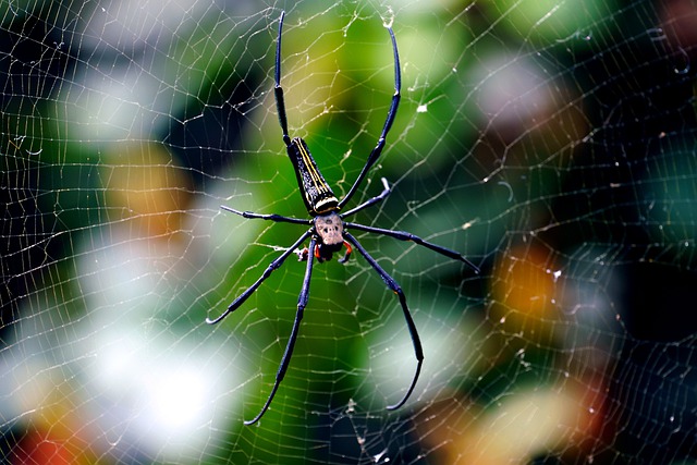 Free download spider giant spider insect free picture to be edited with GIMP free online image editor