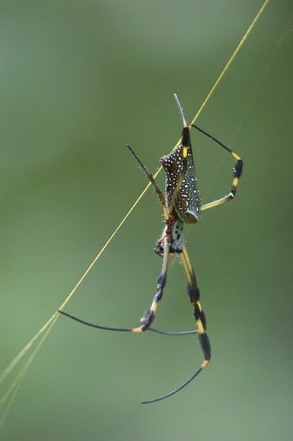 دانلود رایگان Spider Green Insects - عکس یا عکس رایگان قابل ویرایش با ویرایشگر تصویر آنلاین GIMP