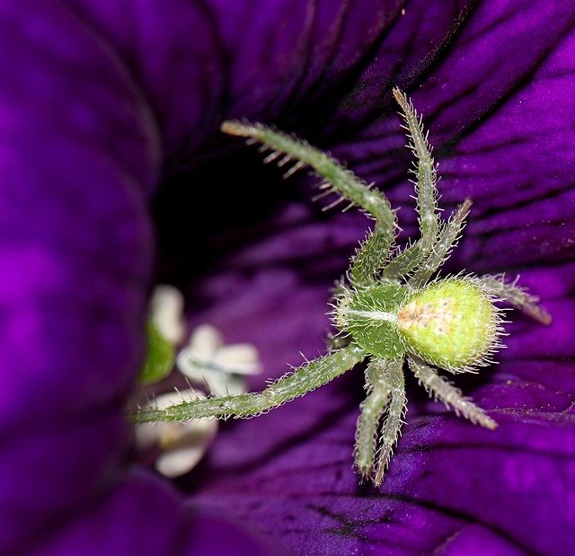 Unduh gratis Spider Green Nature - foto atau gambar gratis untuk diedit dengan editor gambar online GIMP