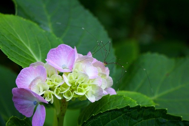 Free picture Spider Hydrangea -  to be edited by GIMP free image editor by OffiDocs