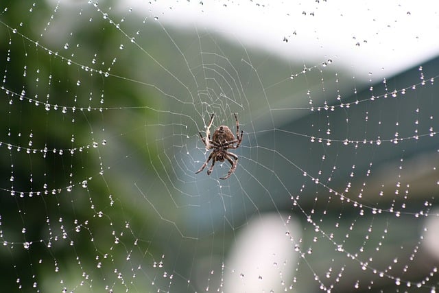 Téléchargement gratuit d'une image gratuite de gouttes de rosée d'insecte araignée et de gouttes d'eau à modifier avec l'éditeur d'images en ligne gratuit GIMP