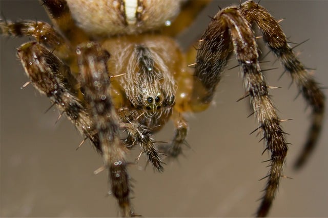 Kostenloser Download Spinnen-Insekten-Makro Kruisspin Kostenloses Bild, das mit dem kostenlosen Online-Bildeditor GIMP bearbeitet werden kann