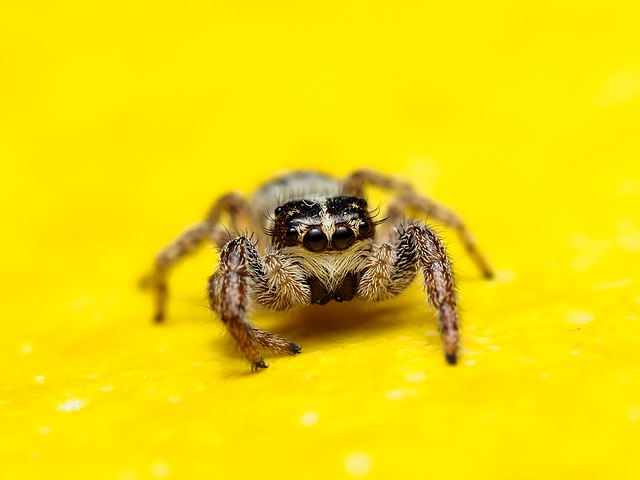 Free download spider insect nature macro free picture to be edited with GIMP free online image editor