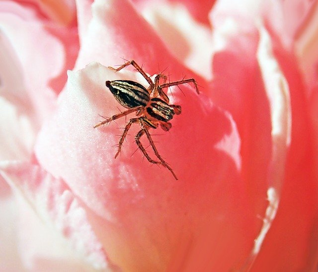 Free download Spider Insect Rose -  free photo or picture to be edited with GIMP online image editor