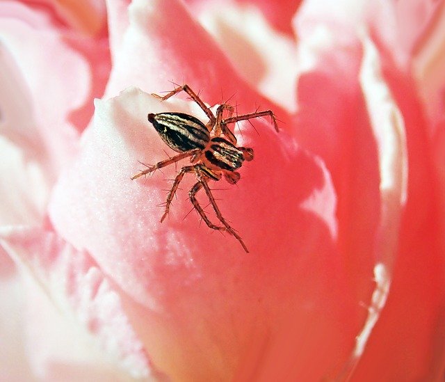 Unduh gratis Spider Insect Rose - foto atau gambar gratis untuk diedit dengan editor gambar online GIMP