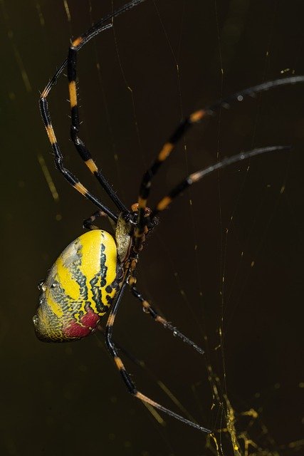 Bezpłatne pobieranie Spider Insects Hairy - bezpłatne zdjęcie lub obraz do edycji za pomocą internetowego edytora obrazów GIMP