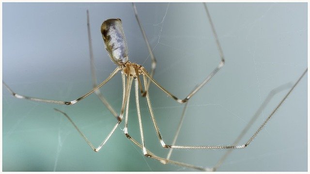 Unduh gratis Spider Insects Nature - foto atau gambar gratis untuk diedit dengan editor gambar online GIMP