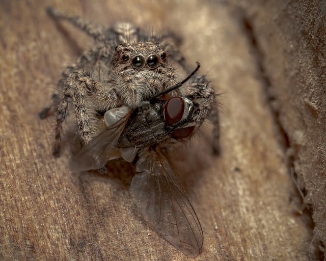 Free download spider jumping spider fly close up free picture to be edited with GIMP free online image editor