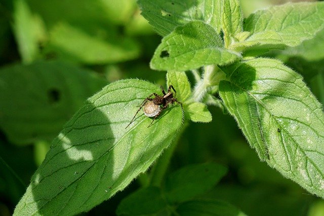 Free download Spider Leaf Nature -  free photo or picture to be edited with GIMP online image editor