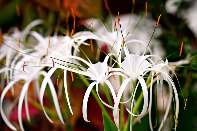 Free download spider lily lily flower free picture to be edited with GIMP free online image editor