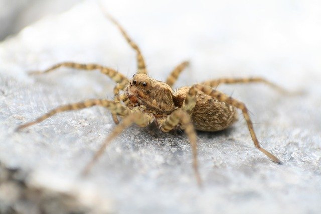 Téléchargement gratuit Spider Macro - photo ou image gratuite à éditer avec l'éditeur d'images en ligne GIMP