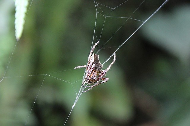 Free download Spider Macro Green -  free photo or picture to be edited with GIMP online image editor