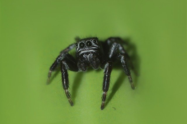 Unduh gratis Spider Macro Insect - foto atau gambar gratis untuk diedit dengan editor gambar online GIMP