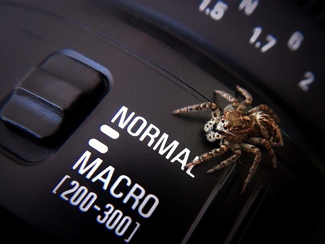 Descărcare gratuită Spider Macro Photography - fotografie sau imagine gratuită pentru a fi editată cu editorul de imagini online GIMP