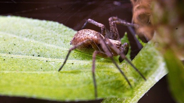 Libreng download Spider Macro-Photography Insect - libreng larawan o larawan na ie-edit gamit ang GIMP online na editor ng imahe