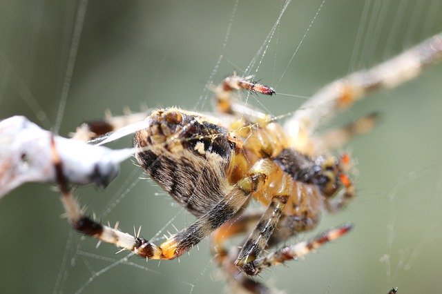 Free download Spider Macro Web -  free photo or picture to be edited with GIMP online image editor