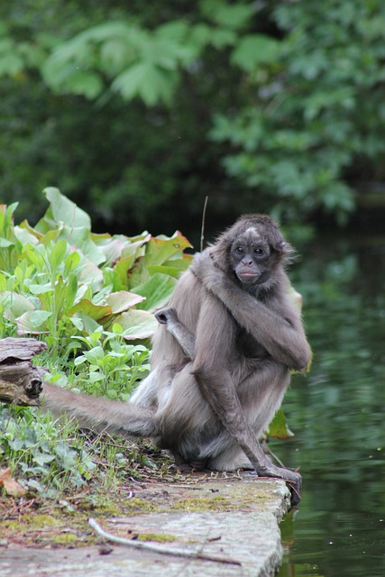 Free download spider monkey ape new world monkey free picture to be edited with GIMP free online image editor
