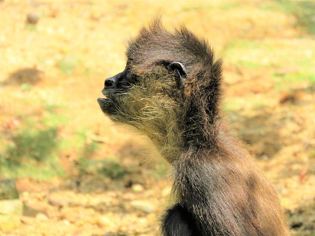 Скачать бесплатно Spider Monkey Primate - бесплатное фото или изображение для редактирования с помощью онлайн-редактора GIMP