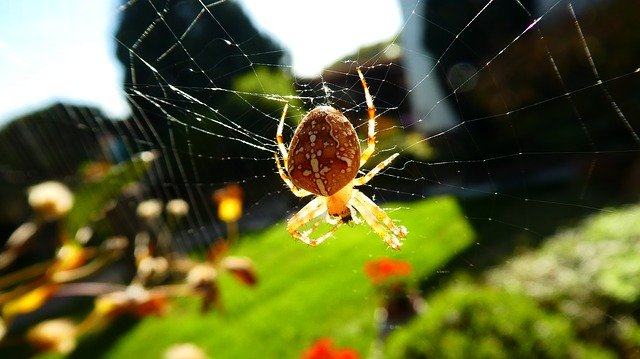 Bezpłatne pobieranie Spider Nature Animal - bezpłatne zdjęcie lub obraz do edycji za pomocą internetowego edytora obrazów GIMP