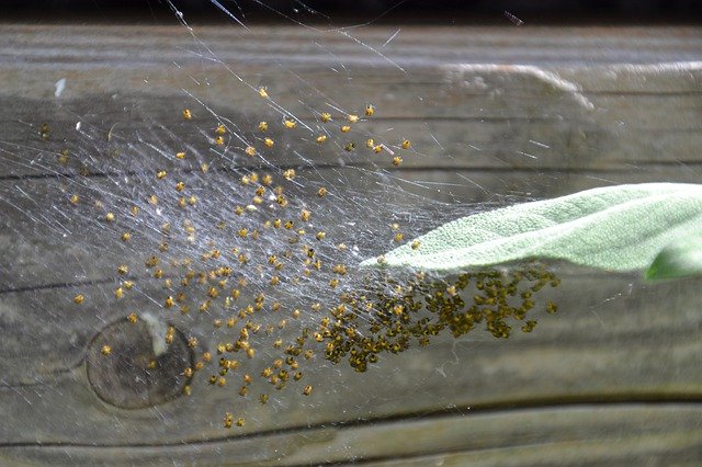 Скачать бесплатно Spider Nest Baby Spiders Web - бесплатное фото или изображение для редактирования с помощью онлайн-редактора GIMP