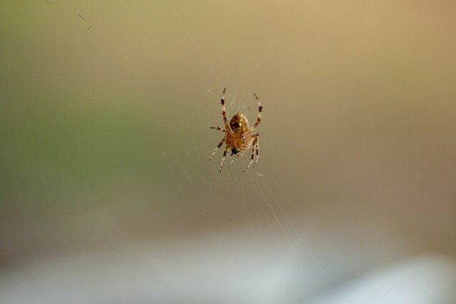 Free download Spider Oklahoma Web -  free photo or picture to be edited with GIMP online image editor