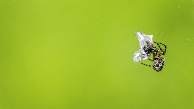 Téléchargement gratuit de Spider Packaging Nature - photo ou image gratuite à modifier avec l'éditeur d'images en ligne GIMP