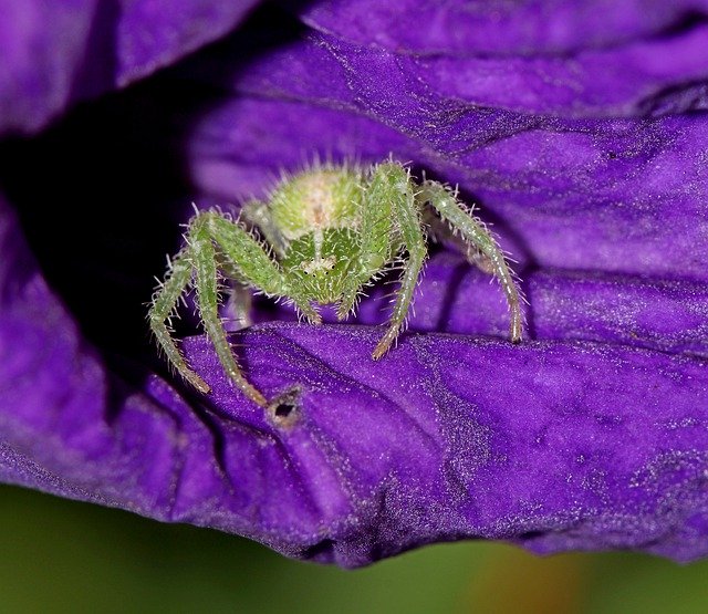 Descărcare gratuită Floarea plantelor de păianjen - fotografie sau imagini gratuite pentru a fi editate cu editorul de imagini online GIMP