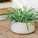 Spider plant wallpapers  screen for extension Chrome web store in OffiDocs Chromium