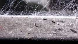 Free download Spider Prey Ant -  free video to be edited with OpenShot online video editor