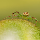 Spiders are greener  screen for extension Chrome web store in OffiDocs Chromium