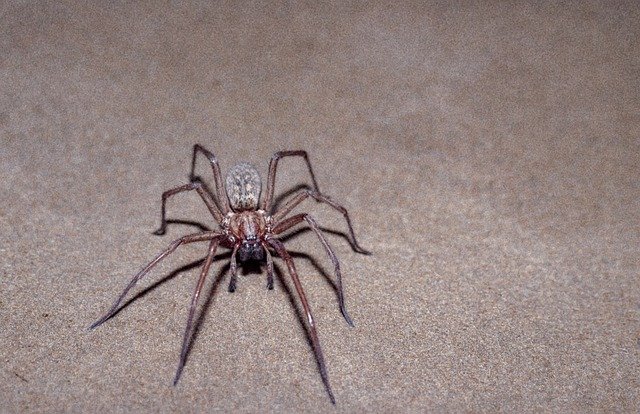 Free download Spider Scary Insect -  free photo or picture to be edited with GIMP online image editor