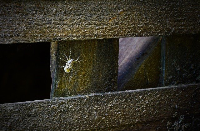 Ücretsiz indir Örümcek Örümcekler Kurt - GIMP çevrimiçi resim düzenleyici ile düzenlenecek ücretsiz fotoğraf veya resim