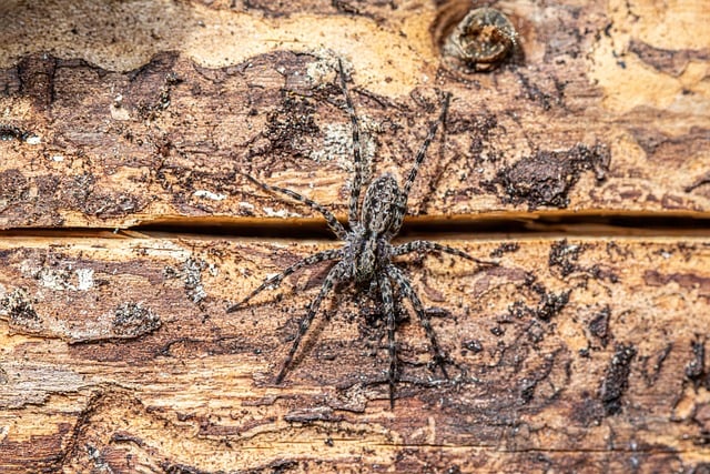 Free download spider spotted wolf spider nature free picture to be edited with GIMP free online image editor