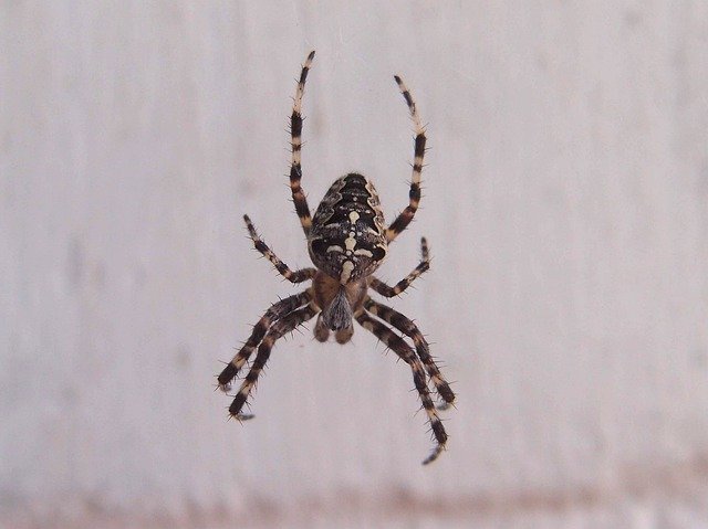 Bezpłatne pobieranie Spider Summer Dacha - bezpłatne zdjęcie lub obraz do edycji za pomocą internetowego edytora obrazów GIMP