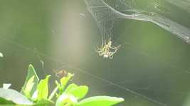 Free download Spiders Weaving Insects Arachnid -  free video to be edited with OpenShot online video editor