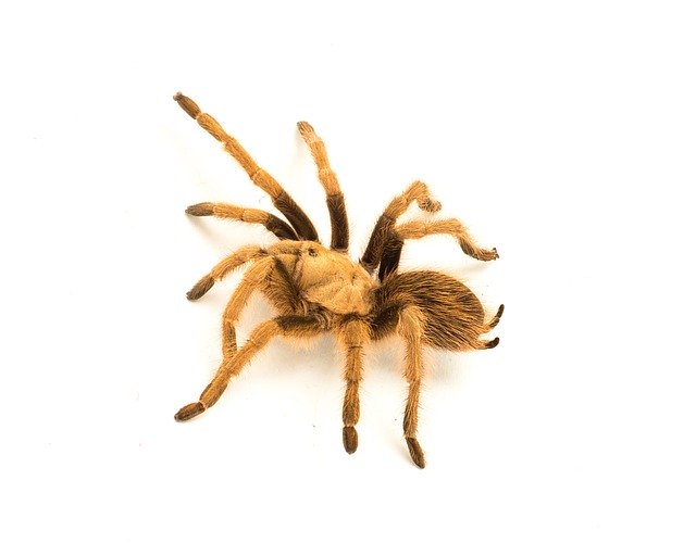Free download Spider Tarantula Legs -  free photo or picture to be edited with GIMP online image editor