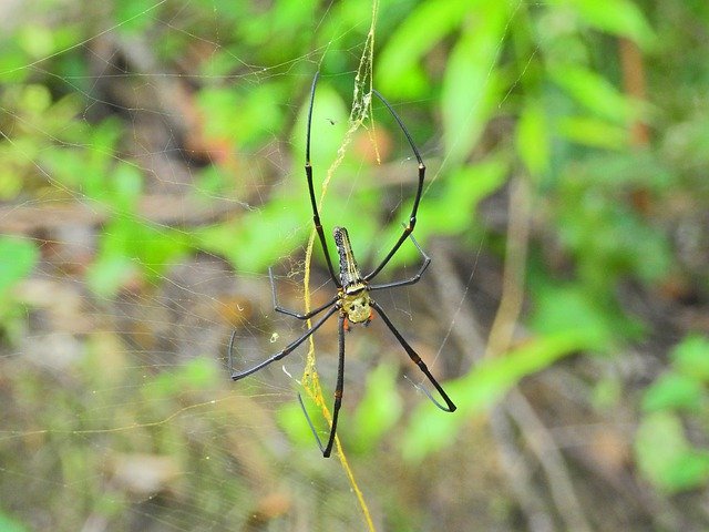 Free picture Spider Thailand Nature -  to be edited by GIMP free image editor by OffiDocs