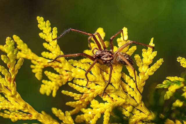 Free download spider thuja insect arachnid free picture to be edited with GIMP free online image editor