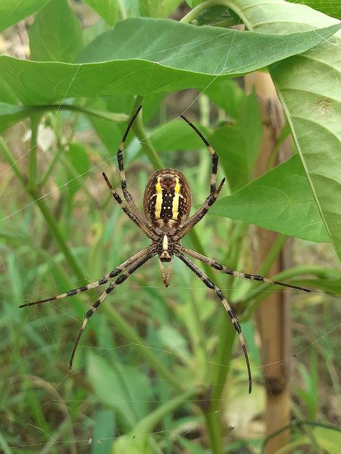 Ücretsiz indir Spider Tiger Arachnid Wasp - GIMP çevrimiçi resim düzenleyici ile düzenlenecek ücretsiz fotoğraf veya resim
