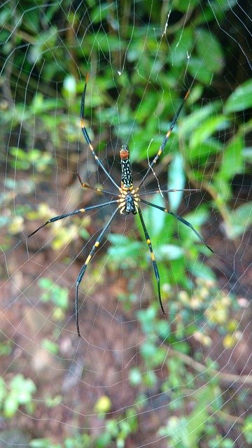 Free download spider wab green free picture to be edited with GIMP free online image editor
