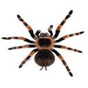 spider wallpaper  screen for extension Chrome web store in OffiDocs Chromium